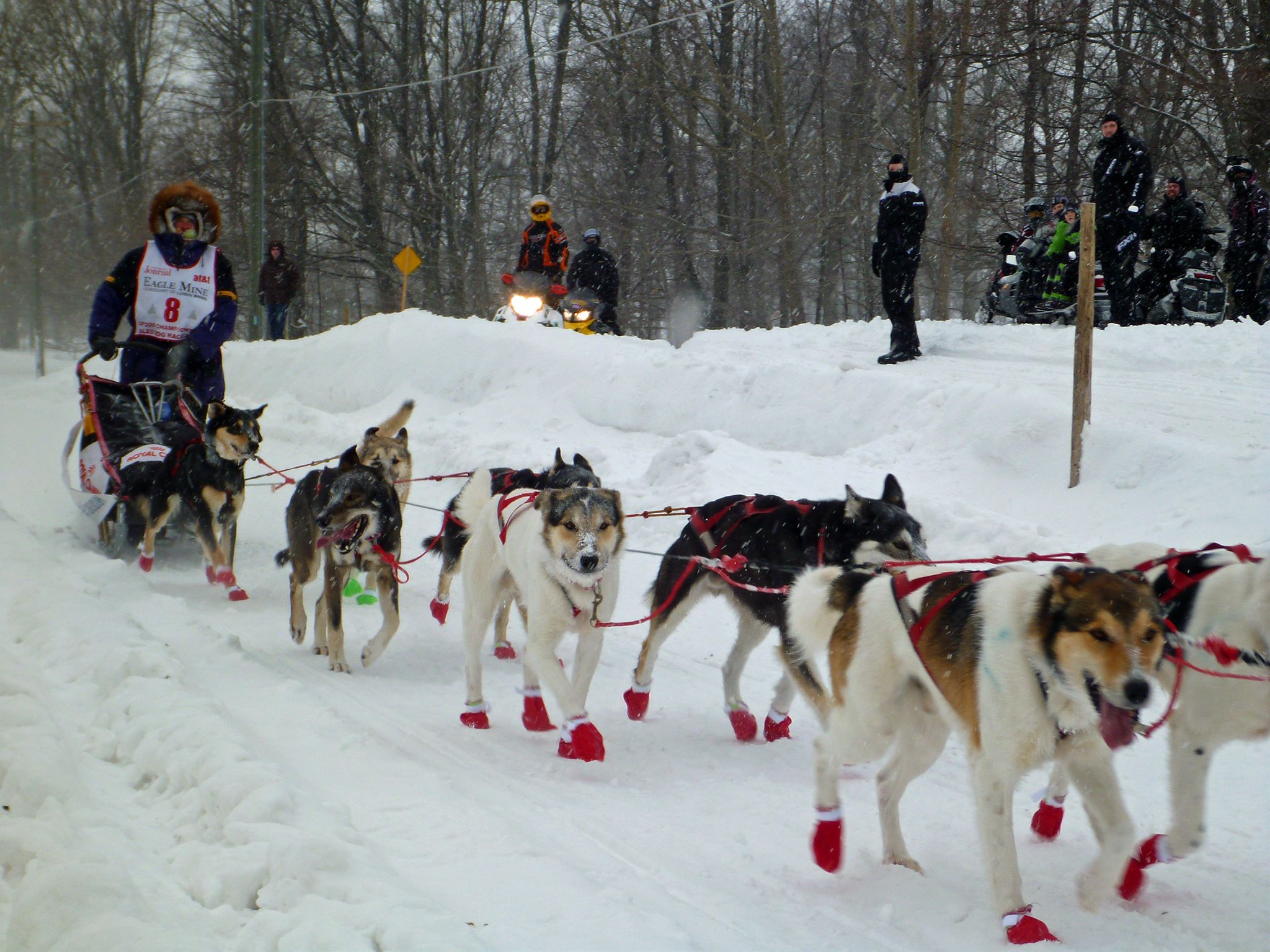 Celebrating Marquette’s UP 200 Sled Dog Race in Michigan Michigan
